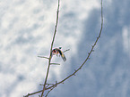 European, goldfinch