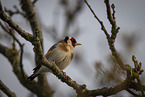 European goldfinch