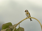 European goldfinch