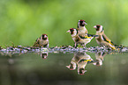 goldfinch