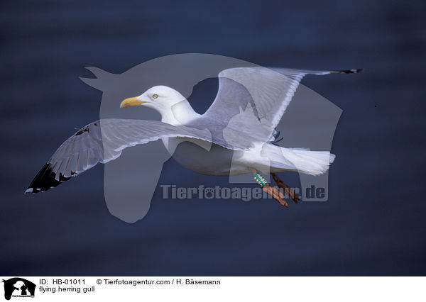 fliegende Silbermwe / flying herring gull / HB-01011