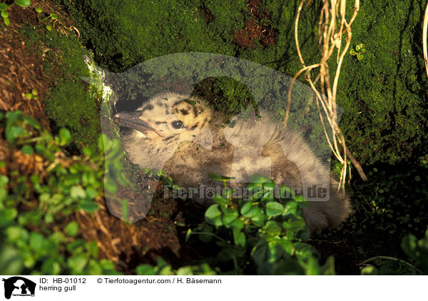 Silbermwe Kken / herring gull / HB-01012