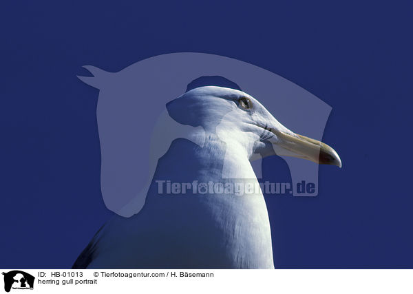 Silbermwe Portrait / herring gull portrait / HB-01013