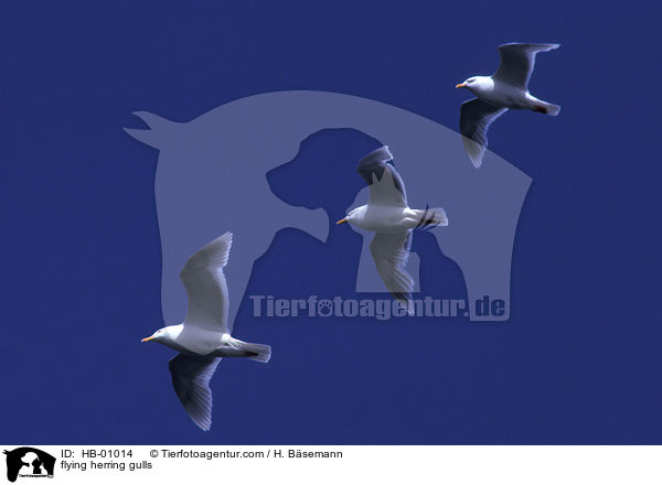 fliegende Silbermwen / flying herring gulls / HB-01014