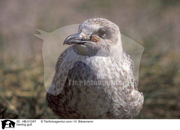 Silbermwe / herring gull / HB-01097