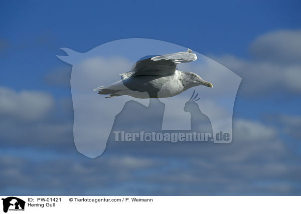 Herring Gull / PW-01421