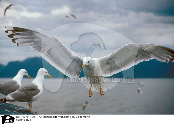 Silbermwe / herring gull / HB-01190