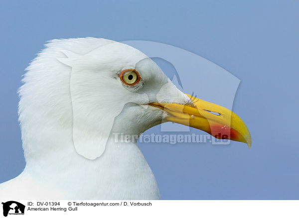 Silbermwe / American Herring Gull / DV-01394