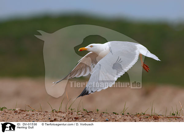 Herring Gull / DV-01536