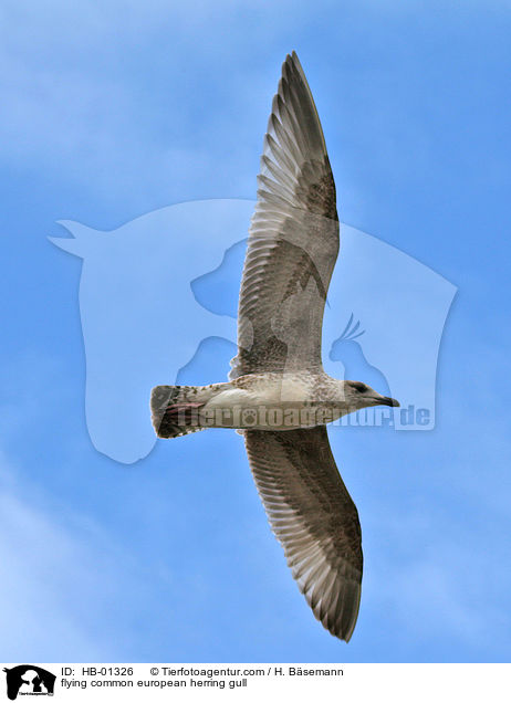 fliegende Silbermwe / flying common european herring gull / HB-01326