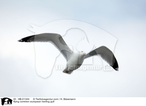 fliegende Silbermwe / flying common european herring gull / HB-01344