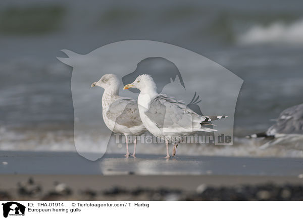 Silbermwen / European herring gulls / THA-01914