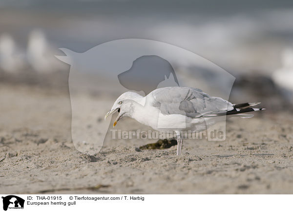 Silbermwe / European herring gull / THA-01915