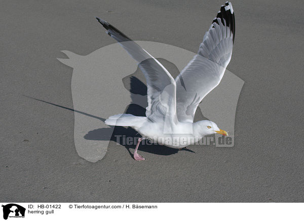 Silbermwe / herring gull / HB-01422