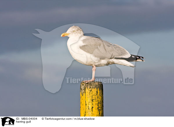 herring gull / MBS-04004