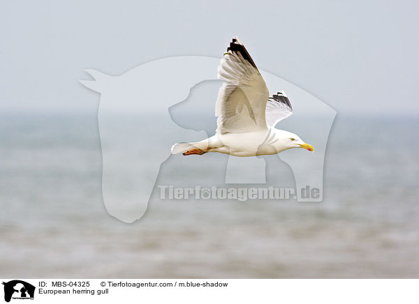 European herring gull / MBS-04325