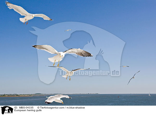 European herring gulls / MBS-04335