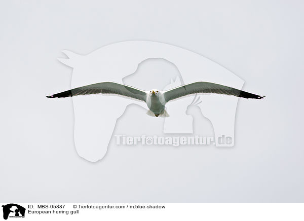 European herring gull / MBS-05887