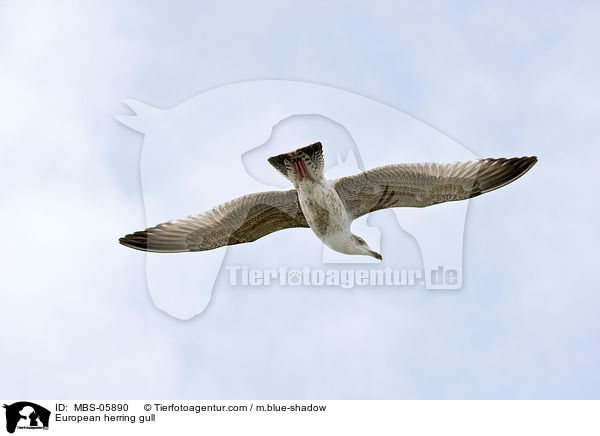 European herring gull / MBS-05890