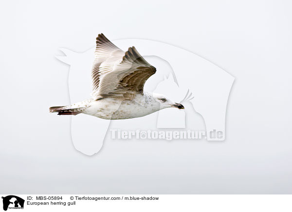 European herring gull / MBS-05894