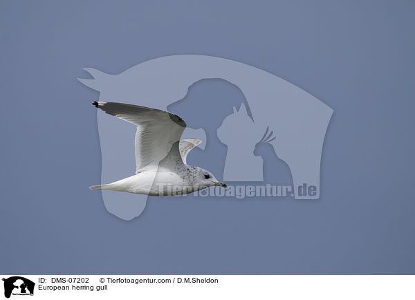 Silbermwe / European herring gull / DMS-07202