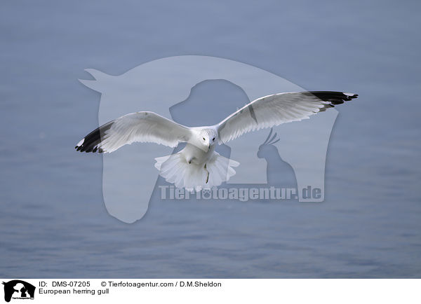 European herring gull / DMS-07205