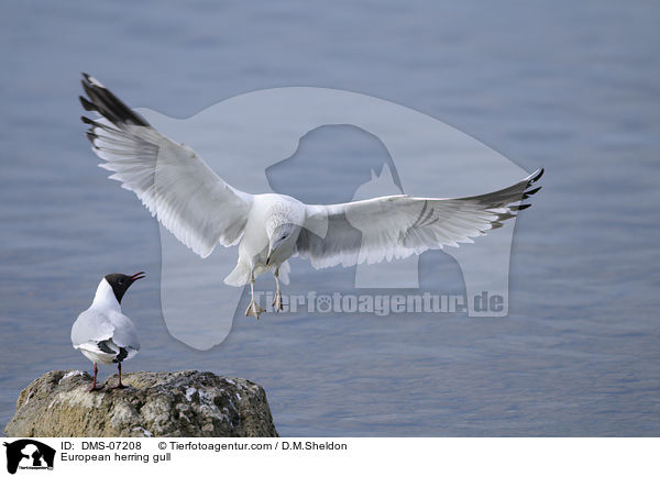 European herring gull / DMS-07208