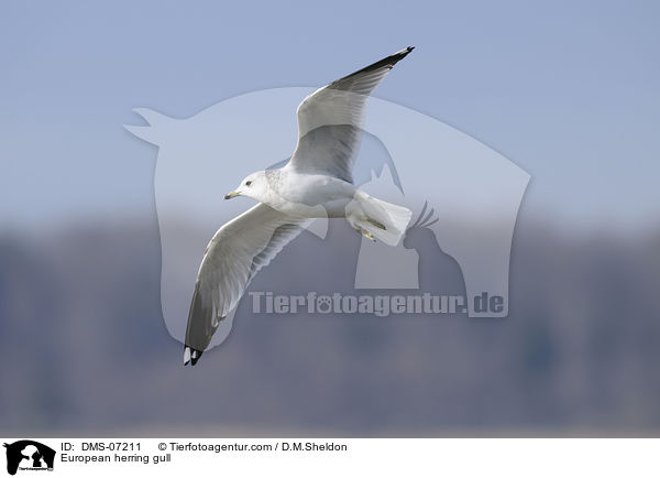 Silbermwe / European herring gull / DMS-07211
