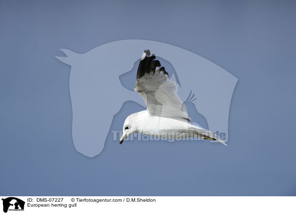 European herring gull / DMS-07227