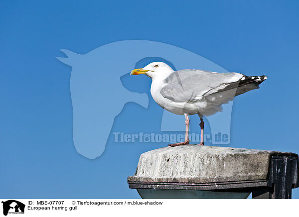 Silbermwe / European herring gull / MBS-07707