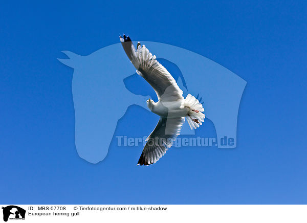 European herring gull / MBS-07708
