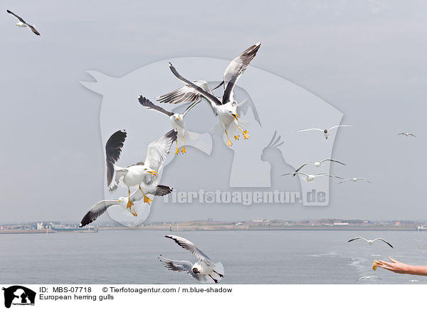 Silbermwen / European herring gulls / MBS-07718