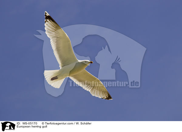 Silbermwe / European herring gull / WS-05170