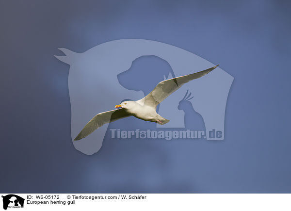 European herring gull / WS-05172