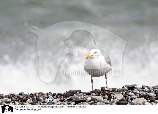 European herring gull / MBS-09721