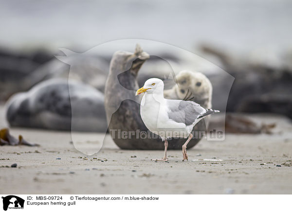 European herring gull / MBS-09724