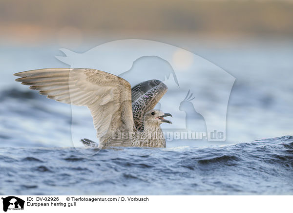 Silbermwe / European herring gull / DV-02926