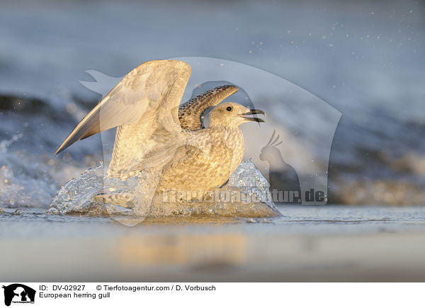 Silbermwe / European herring gull / DV-02927