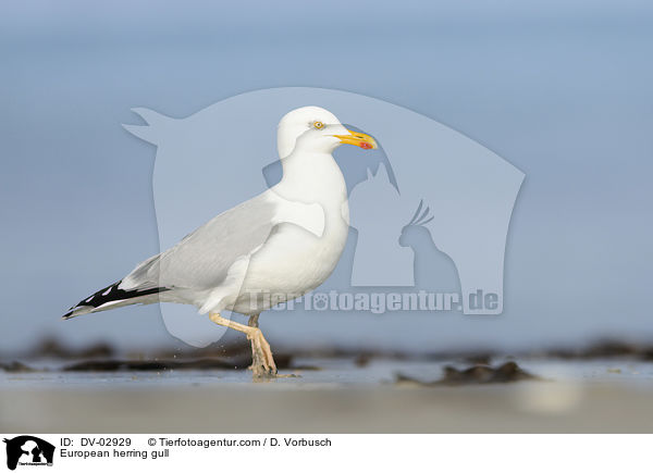 Silbermwe / European herring gull / DV-02929