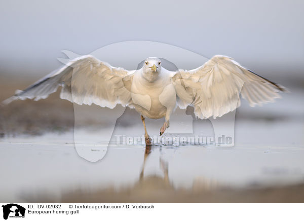 Silbermwe / European herring gull / DV-02932