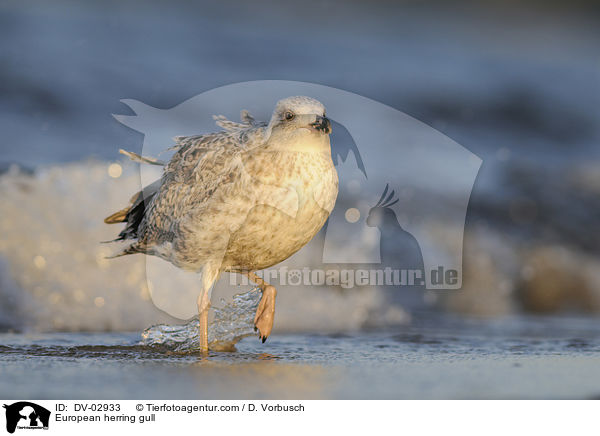 European herring gull / DV-02933