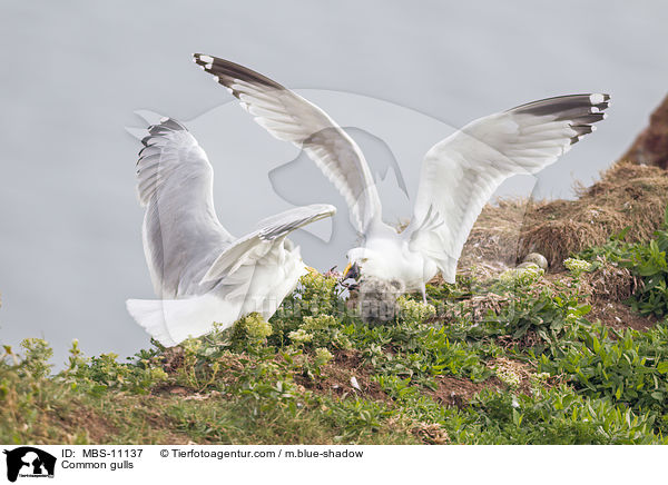 Silbermwen / Common gulls / MBS-11137