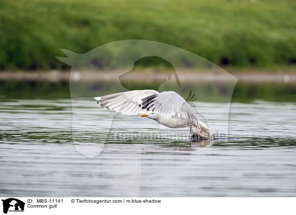 Common gull / MBS-11141