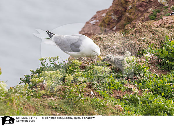 Common gulls / MBS-11143