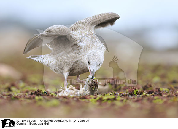 Common European Gull / DV-03058