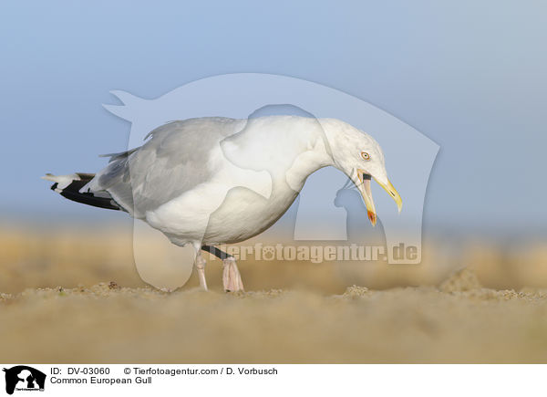 Common European Gull / DV-03060