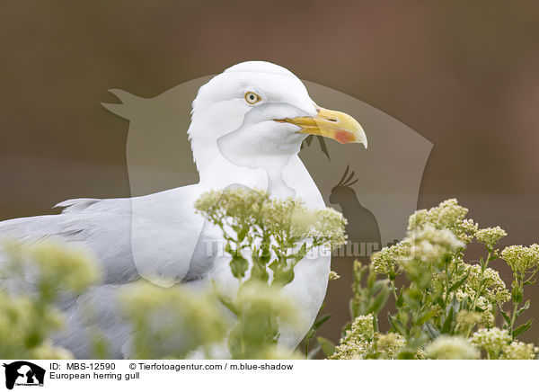 European herring gull / MBS-12590
