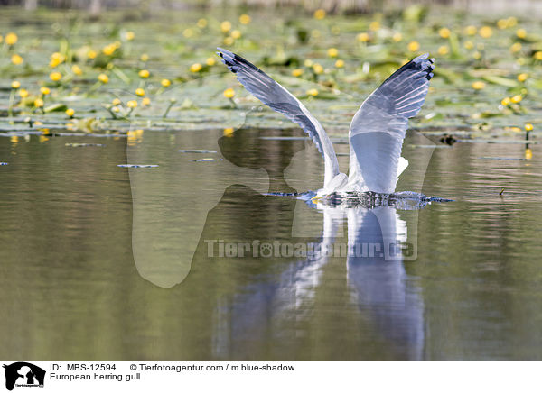 Silbermwe / European herring gull / MBS-12594