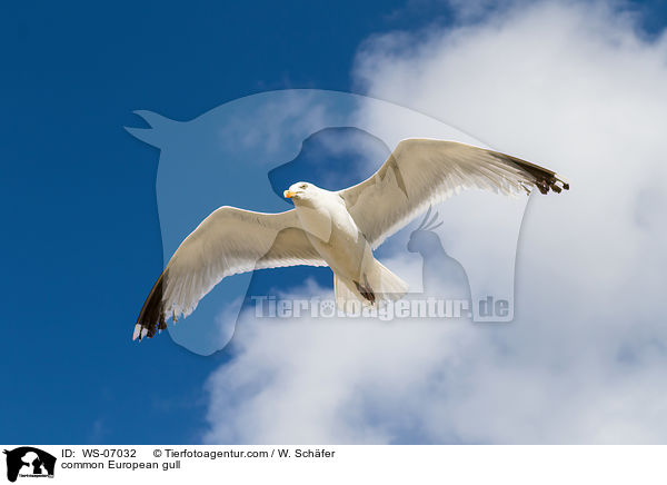 Silbermwe / common European gull / WS-07032
