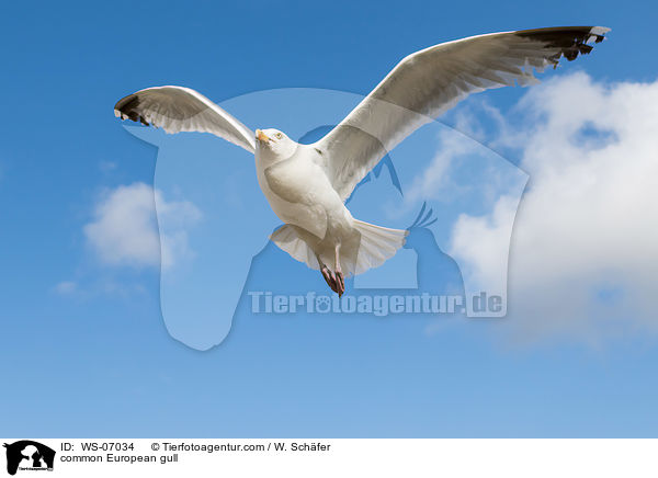 common European gull / WS-07034